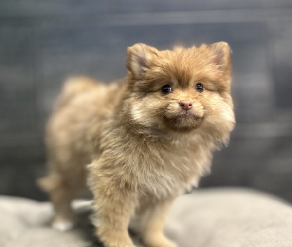 [#253513-03]  - Tan / White F Pomeranian Puppies for Sale