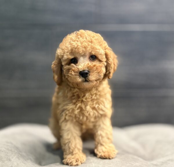 [#253454-01]  - Red M Poodle Puppies for Sale