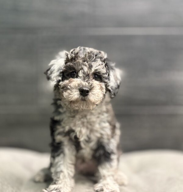 [#266-03]  - Blue Merle F Poodle Mini Puppies for Sale