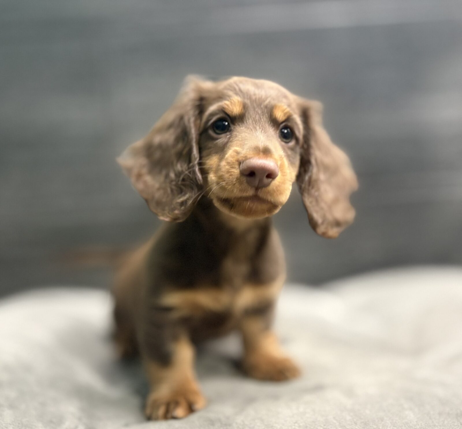 Dachshund – KING