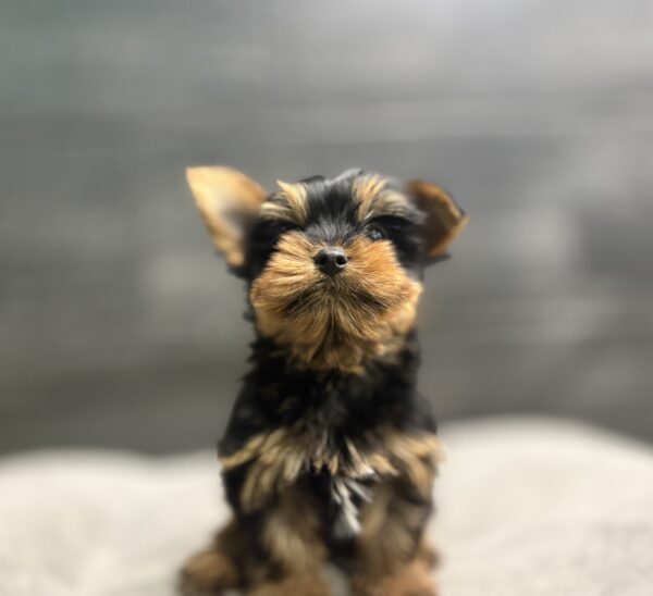 [#267-01]  - Black / Tan M Yorkshire Terrier Puppies for Sale