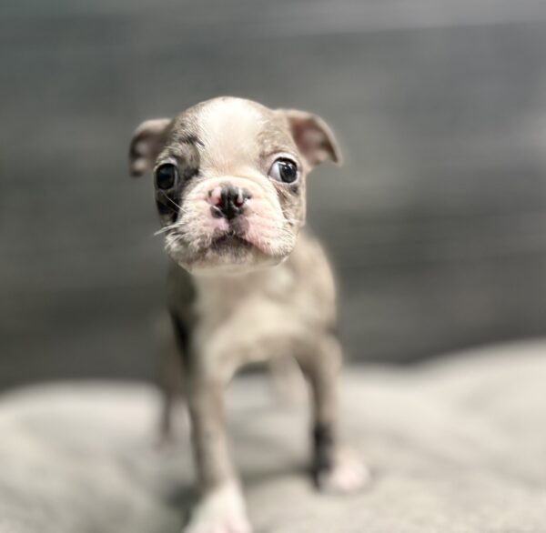 [#253531-02]  - Blue Merle M Boston Terrier Puppies for Sale