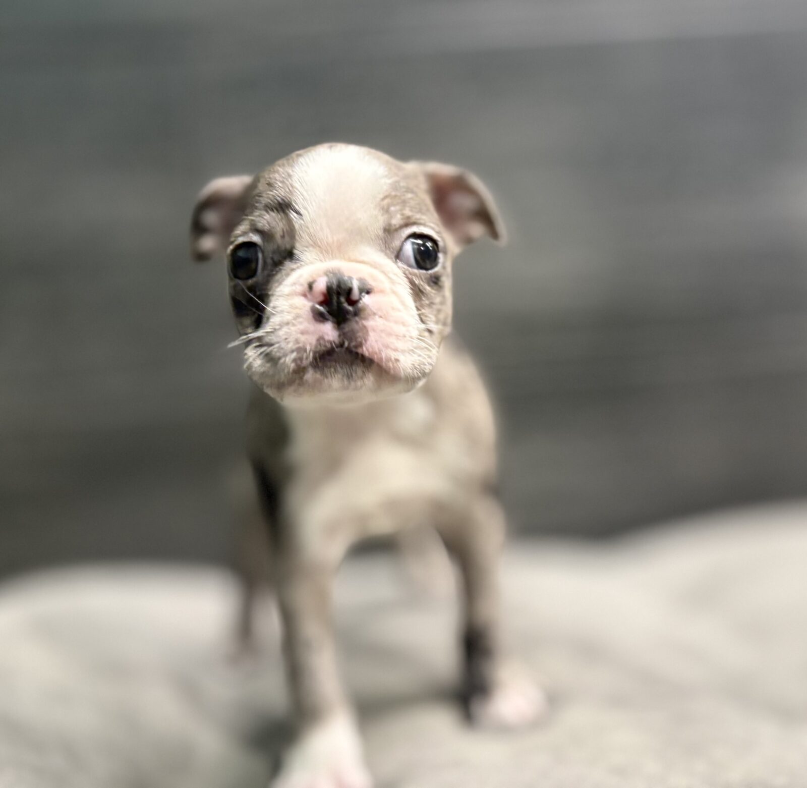 Boston Terrier – BENEDICT