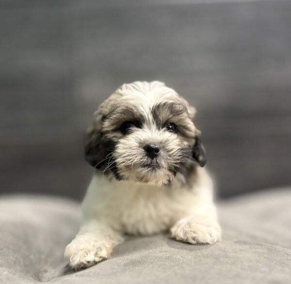 [#253770-01]  - Brindle / White F Teddy Bear Puppies for Sale