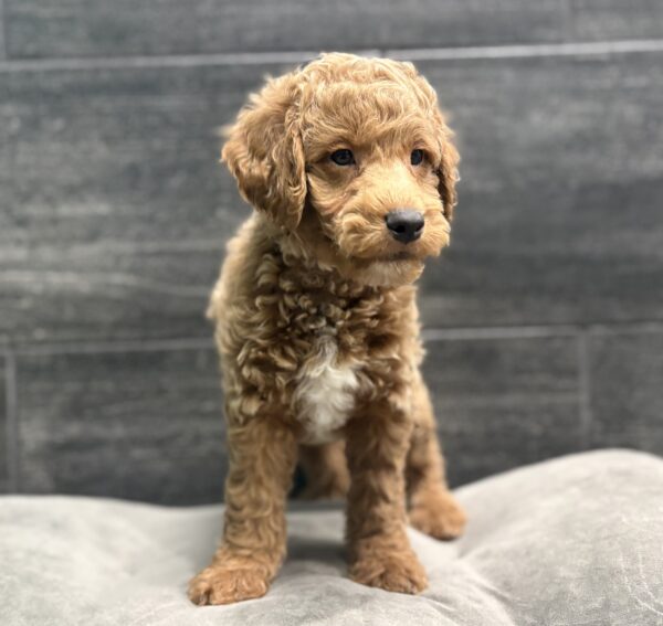 [#253690-02]  - Apricot / White M Goldendoodle Mini 2nd Gen Puppies for Sale