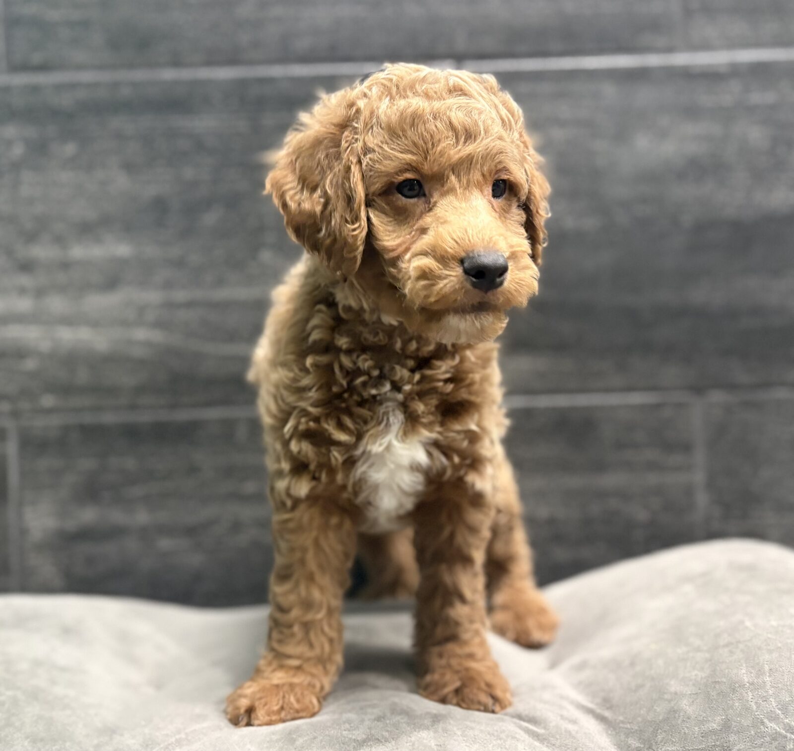 Goldendoodle Mini 2nd Gen – ARTHUR