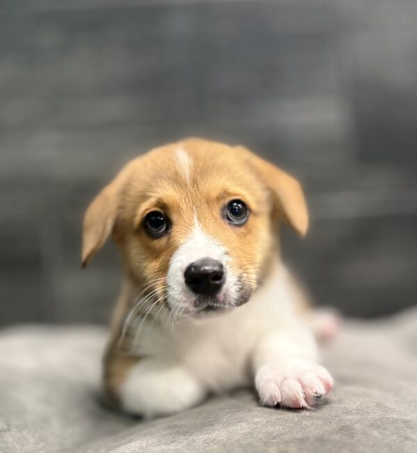 [#M14332]  - Red and White M American Corgi Puppies for Sale