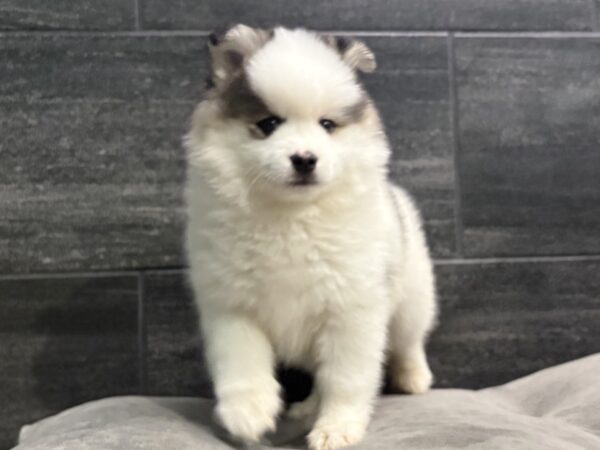 [#253655-04]  - Black F Pomsky Puppies for Sale
