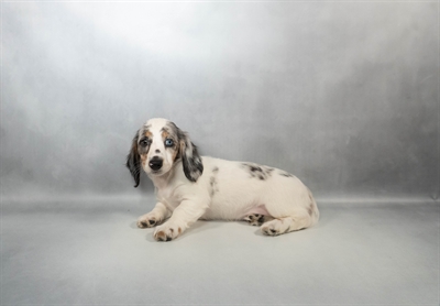 [#M14298]  - Black and Silver Dapple F Dachshund Puppies for Sale