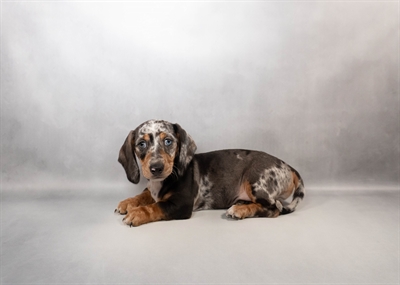 [#M14300]  - Black and Silver Dapple M Dachshund Puppies for Sale