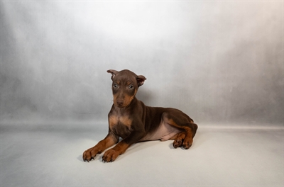[#M15495]  - Chocolate and Tan M Miniature Pinscher Puppies for Sale