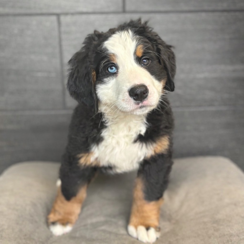Bernese Mountain Dog – 4123
