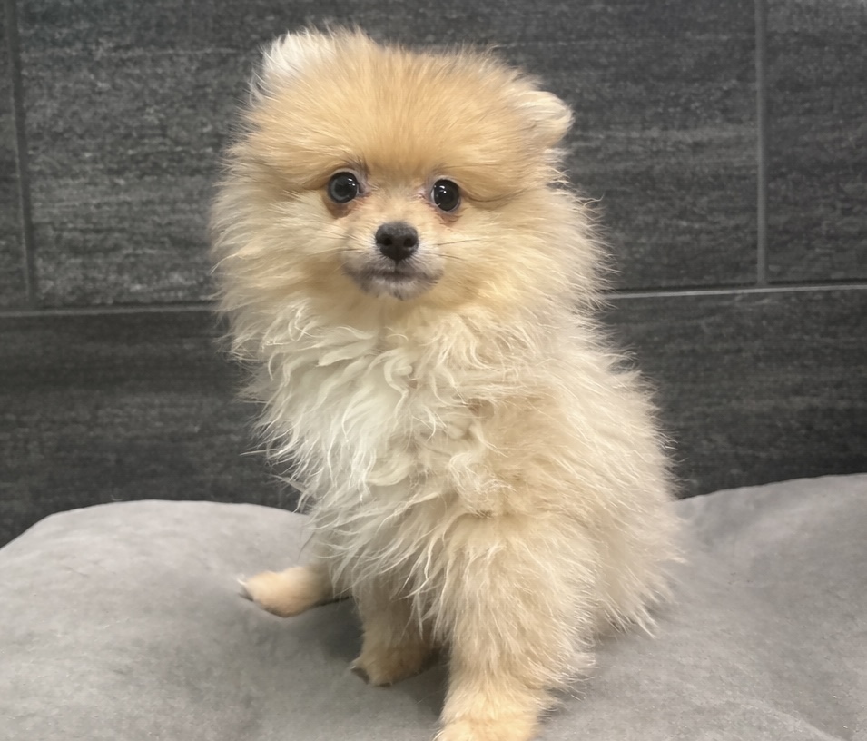 Pomeranian – 4164