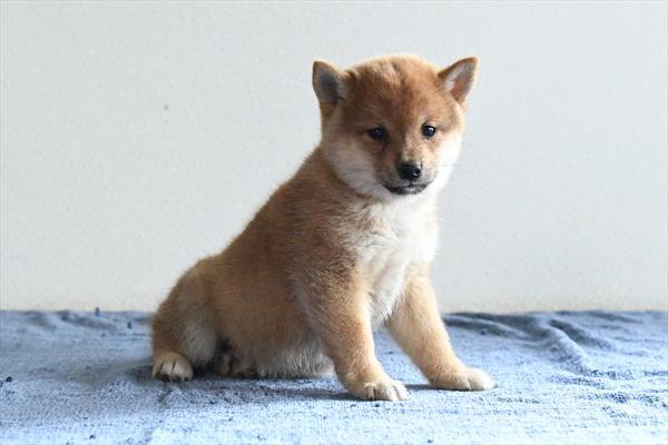 [#253457-02]  - Red F Shiba Inu Puppies for Sale