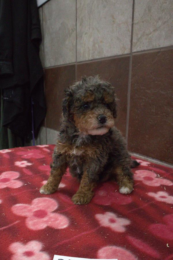 [#253660-04]  - Blue Merle F Bernedoodle Mini 2nd Gen Puppies for Sale