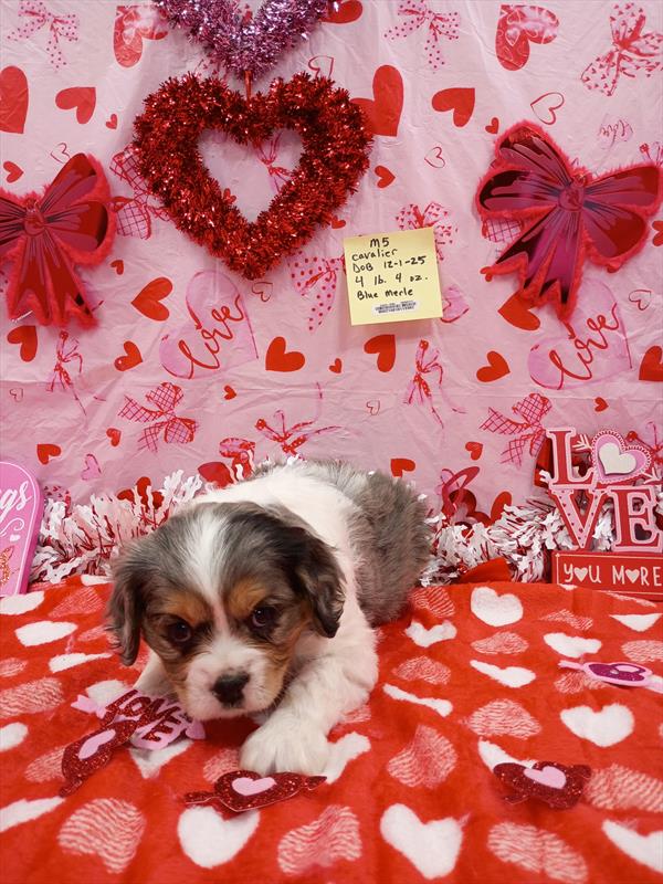 [#2612-01]  - Blue Merle M Cavalier King Charles Spaniel Puppies for Sale