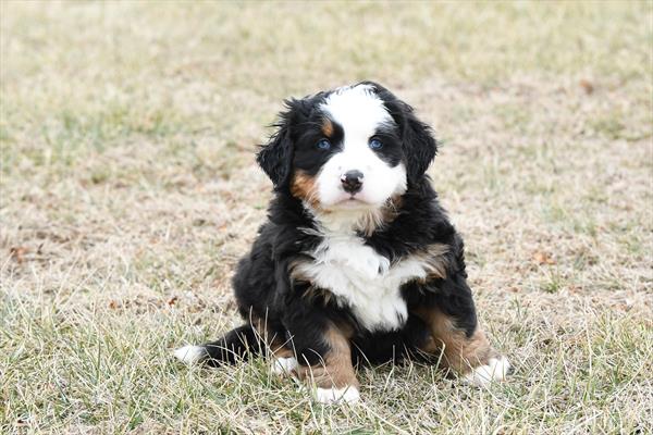 [#253714-01]  - Black Tan / White F Bernese Mountain Dog Puppies for Sale