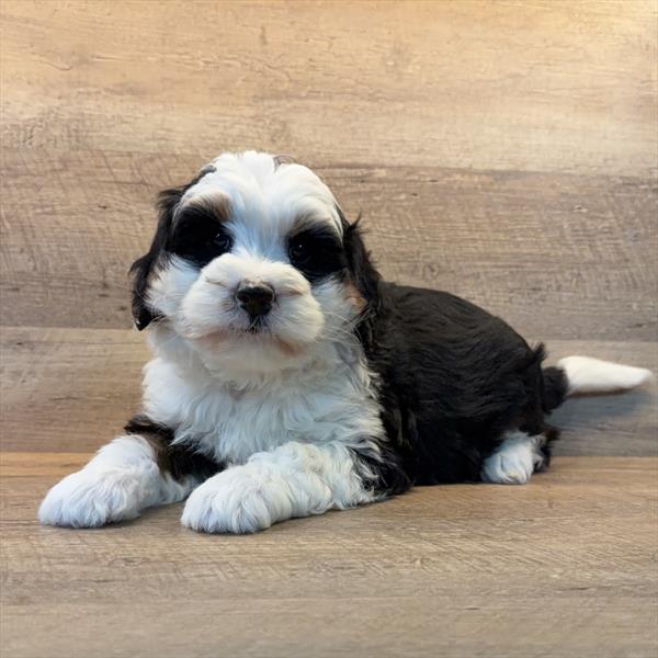 [#253621-03]  - Black M Bernedoodle Mini Puppies for Sale