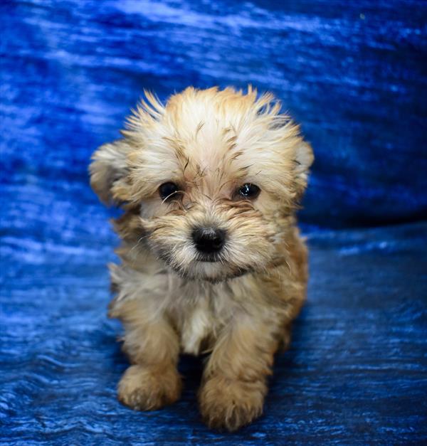 [#2641-02]  - Tan M Morkie Puppies for Sale
