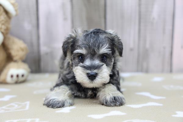 [#253722-03]  - Salt / Pepper F Miniature Schnauzer Puppies for Sale