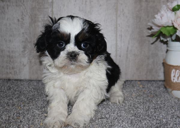 [#253819-03]  - Black / White M Shih Tzu Puppies for Sale