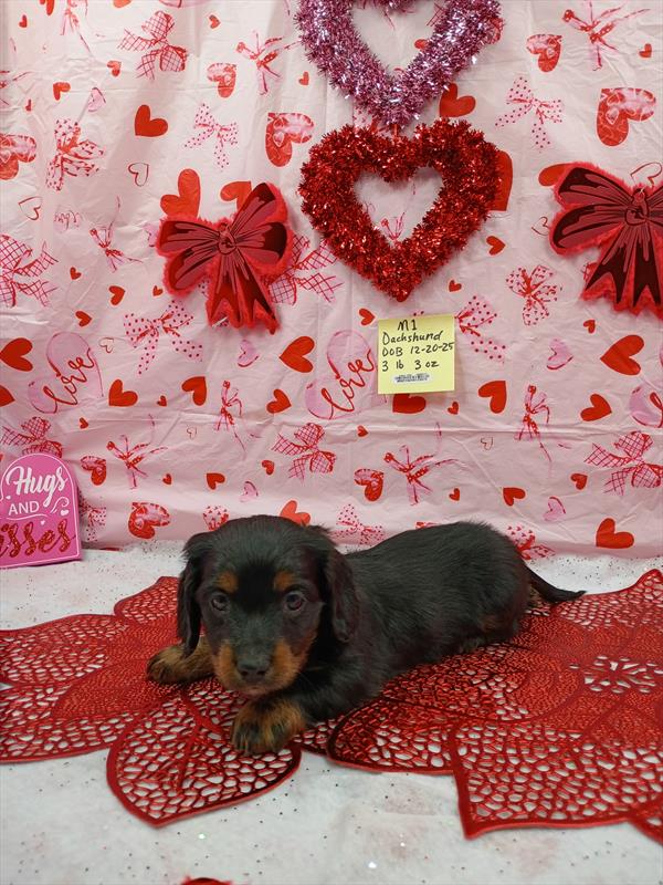 [#2635-01]  - Black / Tan M Dachshund Puppies for Sale