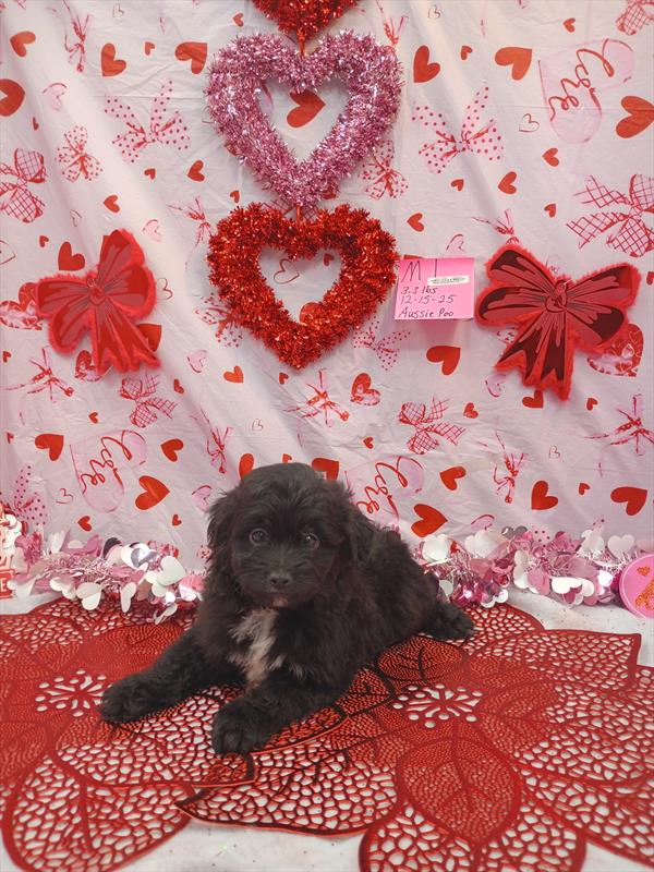 [#2665-01]  - Black M Aussiepoo Mini Puppies for Sale