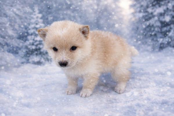 [#26380-03]  - Cream M Shiba Inu/Poodle Puppies for Sale