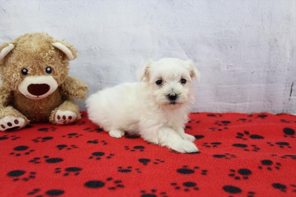 [#2645-04]  - White F Cotonese Puppies for Sale