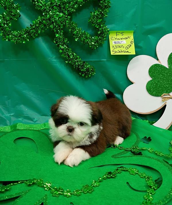 [#2687-05]  - Chocolate / White F Shih Tzu Puppies for Sale