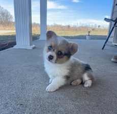 [#2632-01]  - Blue Merle White / Tan M Auggie Mini Puppies for Sale