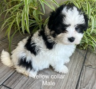 [#2633-04]  - Black / White M Maltese/Poodle Mini Puppies for Sale