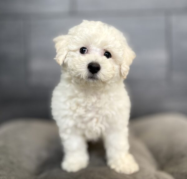 [#253668-03]  - White M Bichon Frise Puppies for Sale