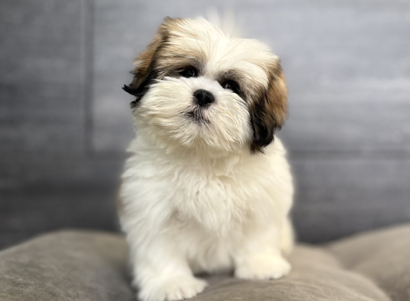Lhasa Apso – 4118