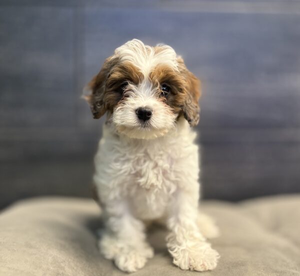 [#253579-04]  - White / Blue Merle M Cavapoo Puppies for Sale