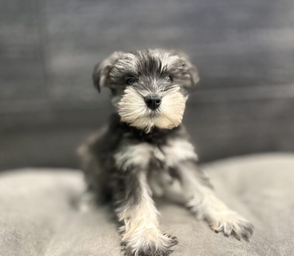 [#253631-01]  - Black / Silver M Miniature Schnauzer Puppies for Sale