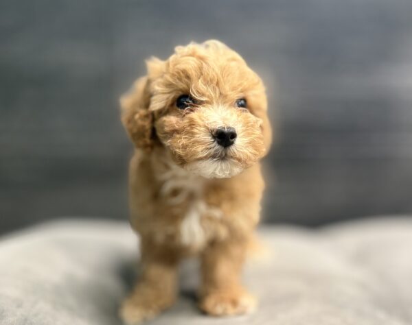 [#253683-03]  - Apricot M Bichapoo Puppies for Sale