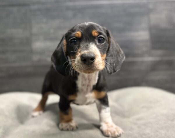 [#2624-02]  - Black Tan / White F Dachshund Puppies for Sale
