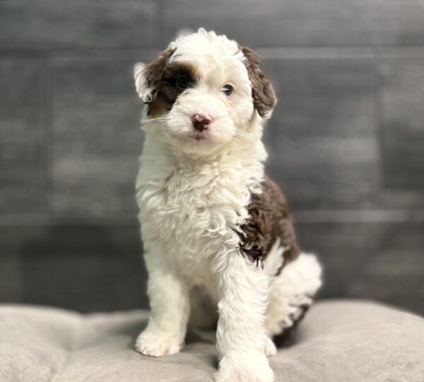 [#253726-02]  - White / Black F Aussiedoodle Mini Puppies for Sale