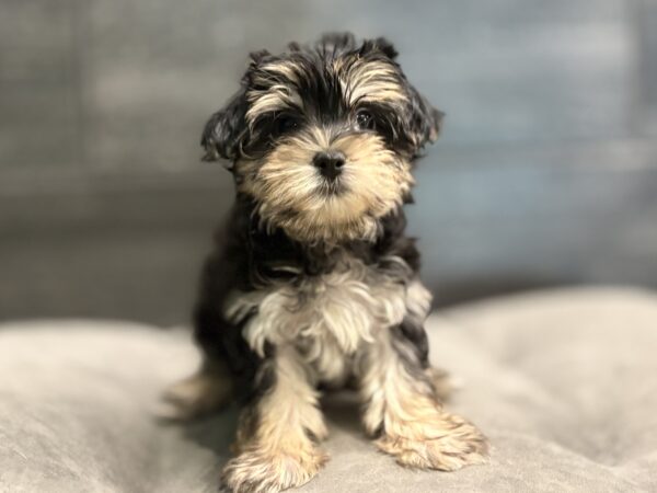 [#M16999]  - Black and Tan F Silktese Puppies for Sale