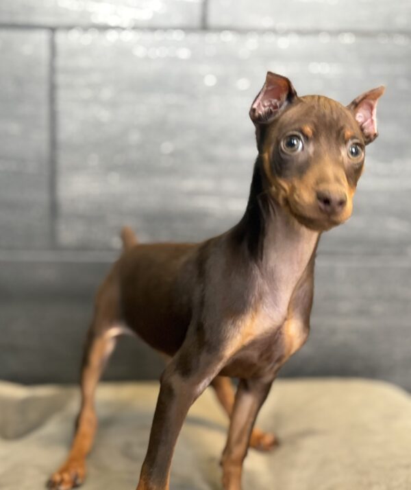 [#M15495]  - Chocolate and Tan M Miniature Pinscher Puppies for Sale