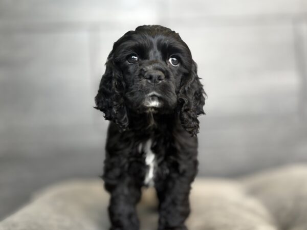 [#252741-01]  - Black M Cocker Spaniel Puppies for Sale