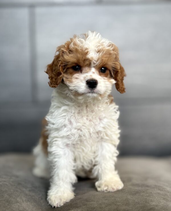 [#26237-01]  - Tan / White F Cavapoo Puppies for Sale