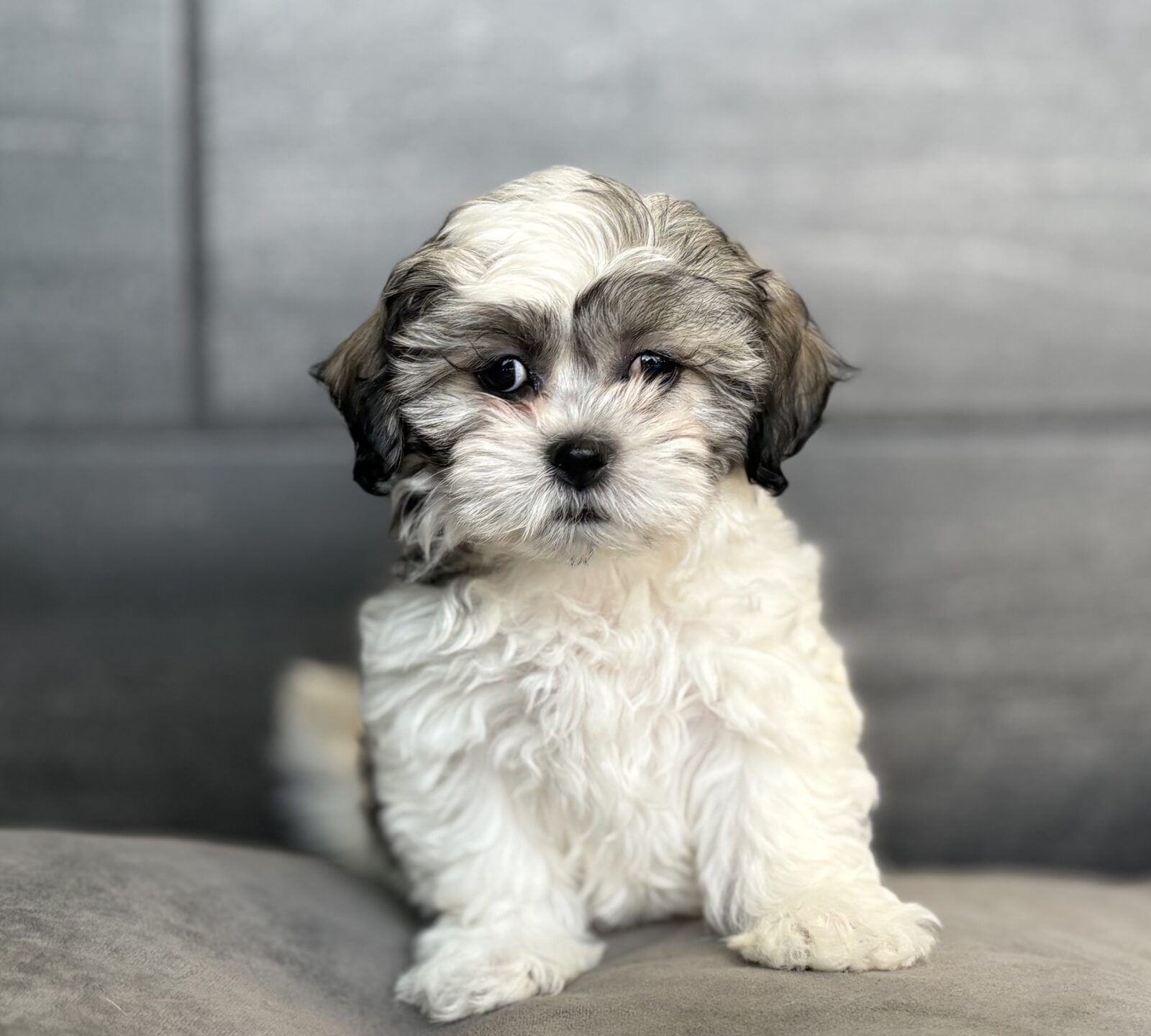 Teddy Bear – 4128