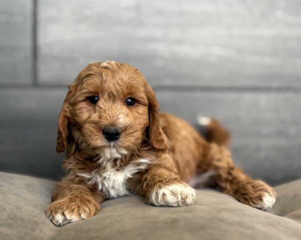 [#253649-03]  - Tan M Goldendoodle Mini 2nd Gen Puppies for Sale