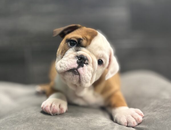 [#2653-01]  - Red / White M Bulldog Puppies for Sale