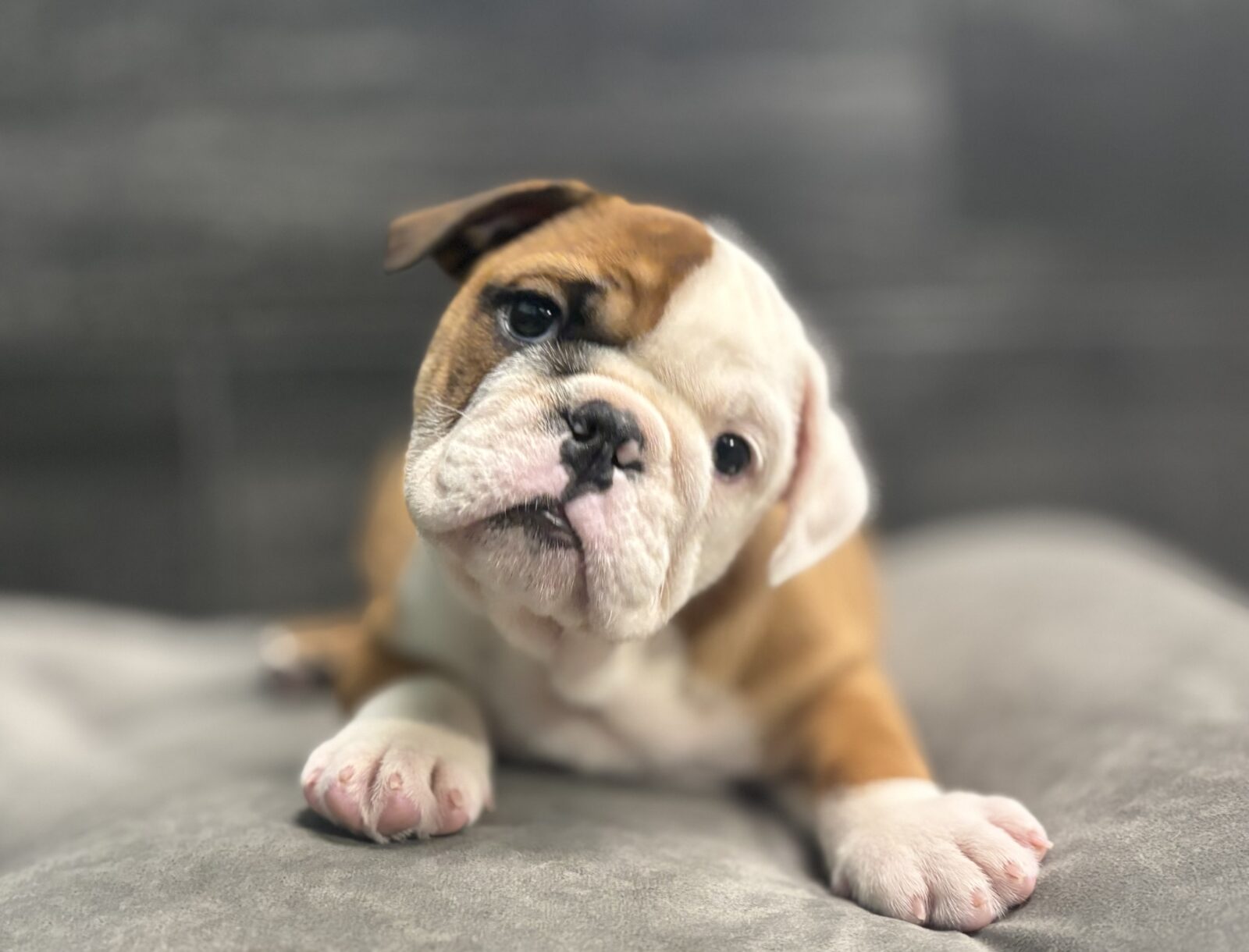 Bulldog – 4125