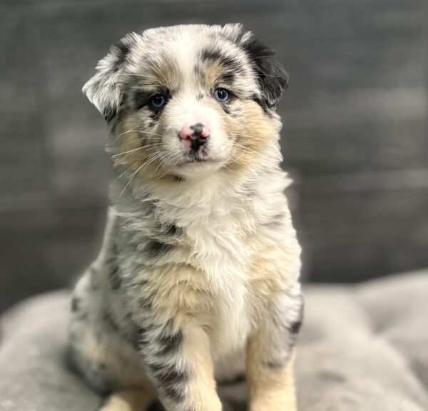 [#253814-04]  - Blue Merle F Miniature American Shepherd Puppies for Sale
