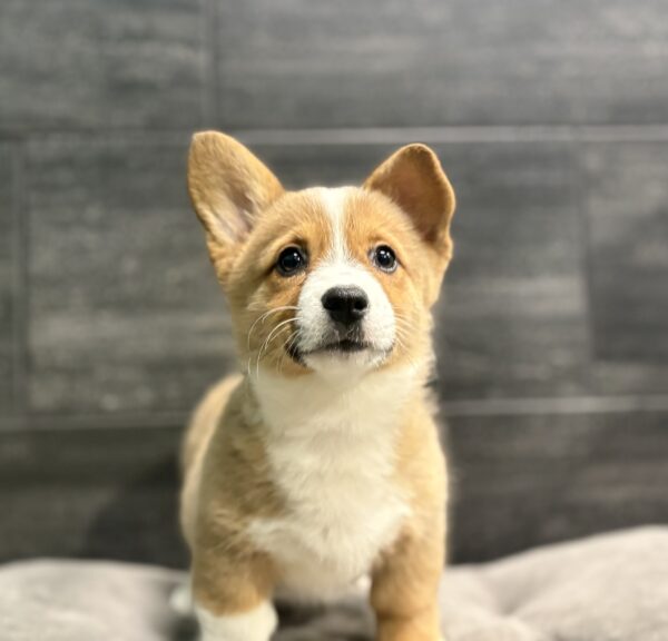 [#253687-03]  - Tri-Colored F Pembroke Welsh Corgi Puppies for Sale