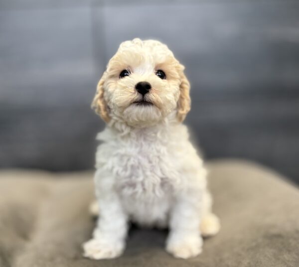 [#M16887]  - White and Buff M Bichon Poo Puppies for Sale